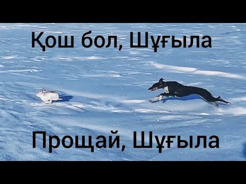 Видео: Шұғыла. Память о лучшей Тазы. Охота с Тазы