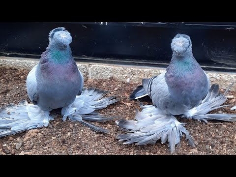 Видео: Узбекские голуби Pigeons الحمام Tauben  merpati کبوتر 鴿子 ハトkaʙūtar güvercinler porumbei 2/11/25