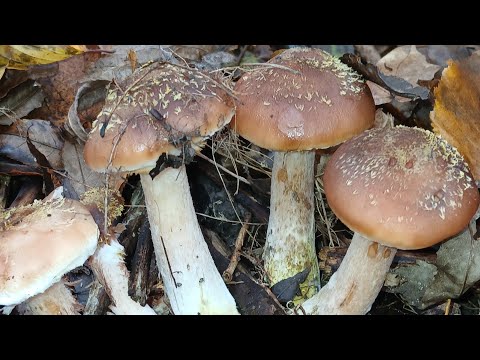 Видео: В ЛЕС ПО ГРИБЫ🍄‍🟫🍄‍🟫🍄‍🟫