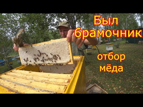 Видео: КАРНИКА! ОТ ОТВОДКА до СЕМЬИ! Отбор мёда, сколько принёс мёда