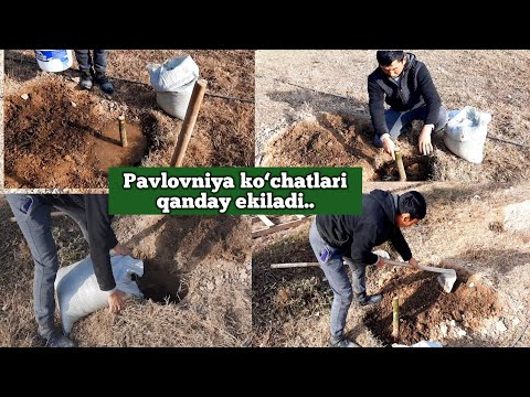 Видео: Павловния кучати кандай йерга екилади , нималарга етибор бериш керак ..