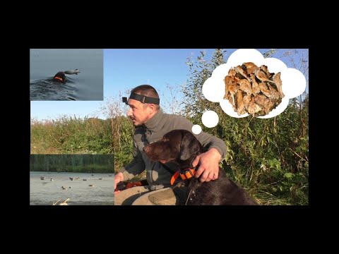 Видео: Сотни уток! Грею стволы! Открылся по утке с собакой!