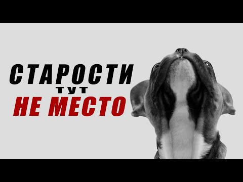 Видео: Максим Dawg не уходил на три месяца | Нарезка стрима 27.03.25
