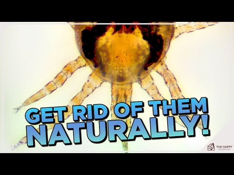 Видео: Избавьтесь от клещей естественным путём: откройте для себя 7 эффективных травяных средств! 🌾
