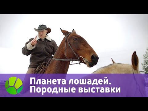 Видео: Планета лошадей. Породные выставки | Живая Планета