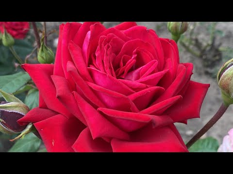 Видео: ЦВЕТЕНИЕ РОЗ 2023🥰🌹. ОБОЖАЕМЫЕ ❤️❤️❤️🌹🌹🌹