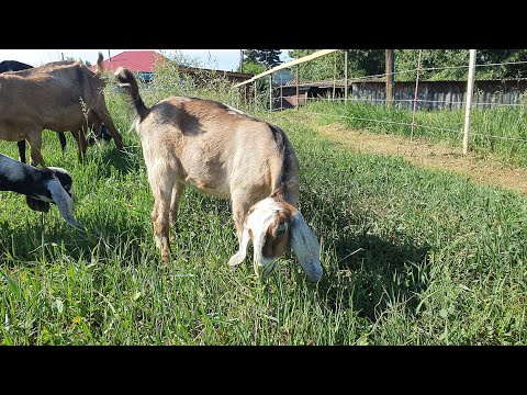 Видео: Электропастух для коз