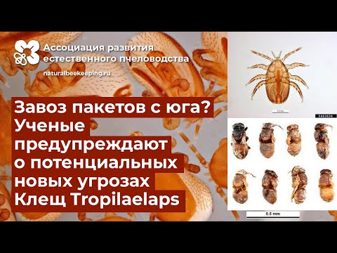 Видео: Клещ Тропилаелапс (Tropilaelaps mercedesae) — серьёзная потенциальная угроза медоносным пчёлам!