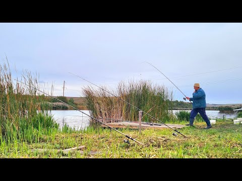 Видео: По Крупного Осіннього Карася