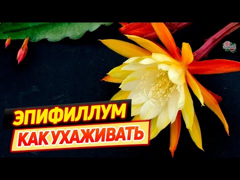Видео: Как правильно ухаживать за Эпифиллумом, чтобы он зацвел