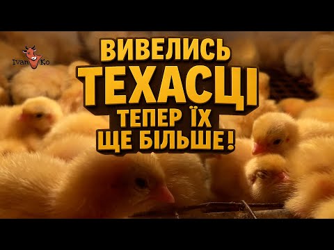 Видео: Писк, пух і фермерський рух! Новий вивід ТЕХАСЦІВ 🐥 Ферма ожила! Техасці, кролі й теличка на повну 💪