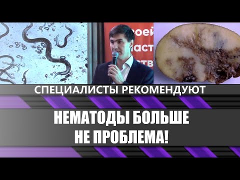 Видео: Решаем проблему нематод в посевах картофеля