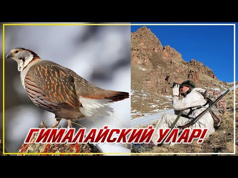 Видео: ПОСЛЕ ЭТОГО ВЫСТРЕЛА Я НЕ СПАЛ НЕДЕЛЮ Охота на гималайского улара Hunting Himalayan snowcock Часть 1