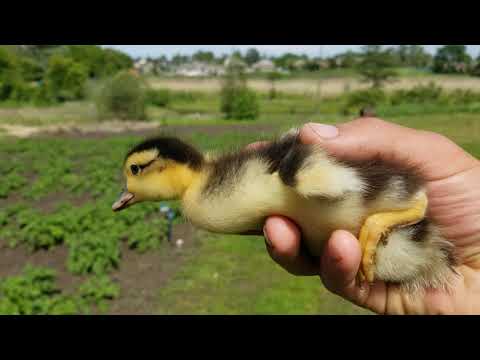 Видео: Месячных ГУСЯТ отдал ГУСЮ!! Примет или нет??? Наконец то ВСЯ птица на реке в огороде!!