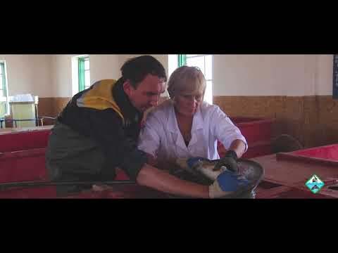 Видео: Искусственное воспроизводство и разведение судака для дальнейшего зарыбления