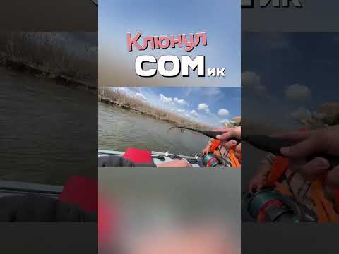 Видео: Поклевка сома на квок! #рыбалка #fishing