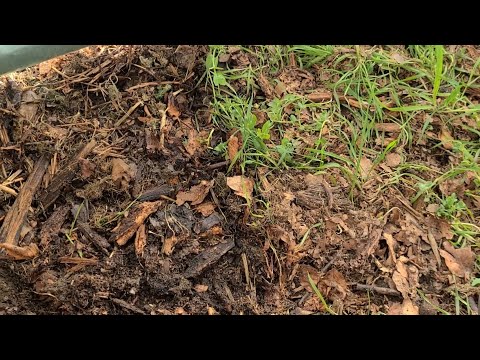 Видео: Заселяю в мои органические грядки бактерии и грибы из БАРМАТУХИ.