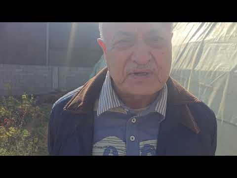 Видео: +992988305999  ватсап. Ниҳолҳои токи ангур омодаи фуруш шудаанд.