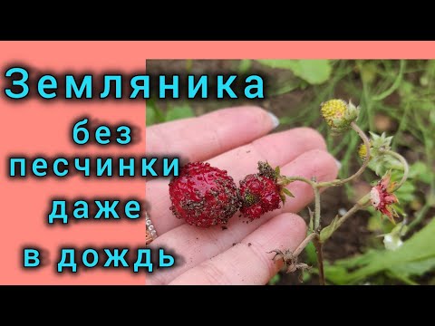 Видео: Земляника больше не в песке, мой новый летний лайфхак