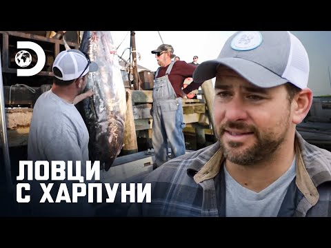 Видео: Хванаха туна на стойност 5500 долара | Ловци с харпуни