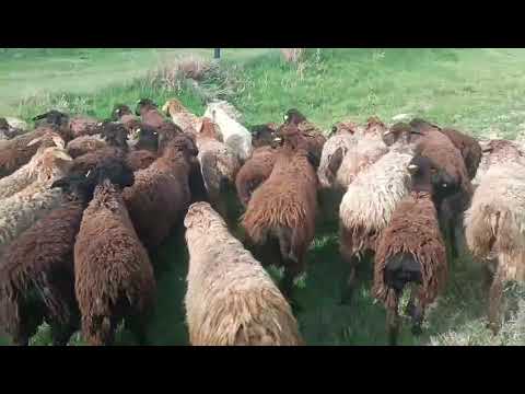 Видео: 86 бас бойдақ жайын семіз қойлар сатылады. 87774325311