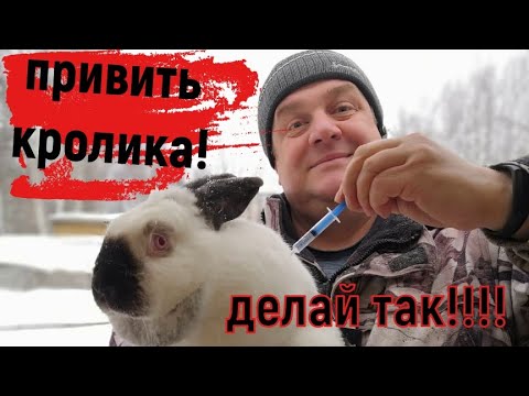 Видео: ПРИВИВКА И ГЛИСТОГОНКА  кроликов