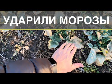 Видео: УДАРИЛИ МОРОЗЫ. ОСМОТР РАПСА. Живой?
