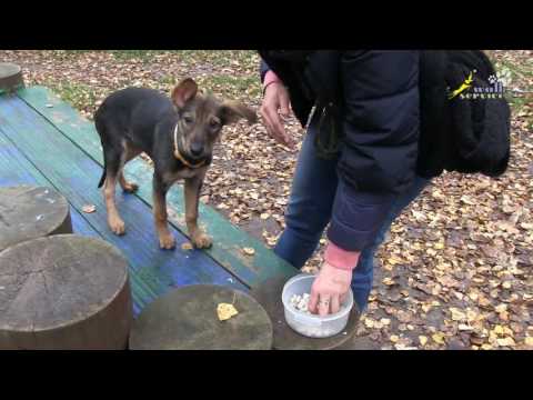 Видео: Развитие мотивации, упражнения на внимание, настойчивость, активную выдержку, дрессировка щенка