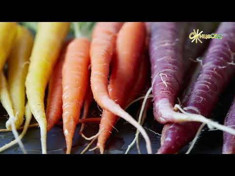 Видео: Морква: відповіді на найпопулярніші питання 🥕