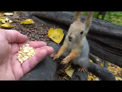 Видео: Толстая и другие белки / Tolstaya and other squirrels