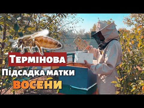 Видео: 100% спосіб заміни матки перед зимою