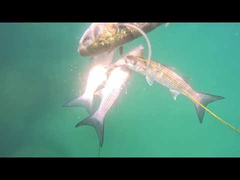 Видео: 12.7.2024 Подводная охота+ лобан с овощами!We shoot the sea, fish + cook with vegetables!