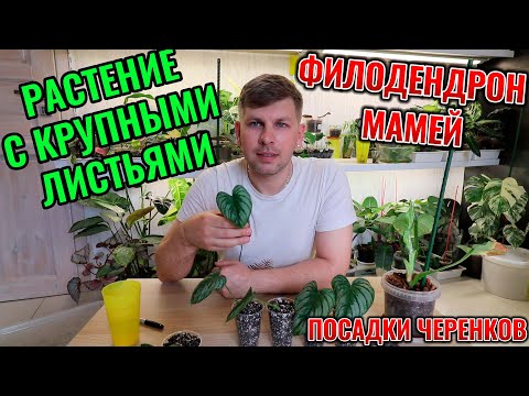 Видео: ПОСАДКА ЧЕРЕНКОВ ФИЛОДЕНДРОН МАМЕЙ