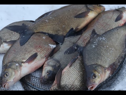 Видео: Ловля ЛЕЩА ФИДЕРОМ на РЕКЕ в декабре. Поклевки крупным планом. НЕМАН радует поклевками крупных рыб.