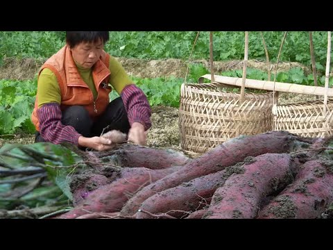Видео: Выкопайте фиол. картоф., жар. хлеб, на пару рис. пирог, мягк. и сладк. выпечку