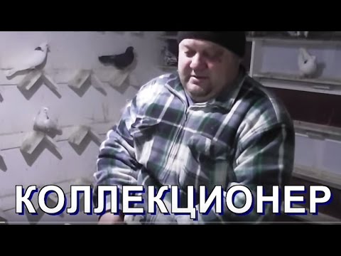 Видео: "КОЛЛЕКЦИОНЕР" ижевские голуби (Izhevsk pigeons)