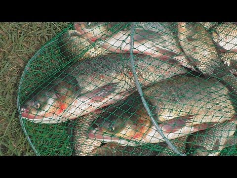 Видео: Рыбалка. Ловля толстолоба и крупного карася . My fishing