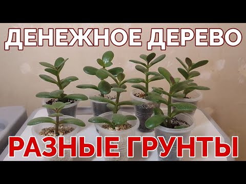 Видео: 13.02.2024. Денежное дерево. Толстянка. Крассула. Разные грунты. Часть 7.