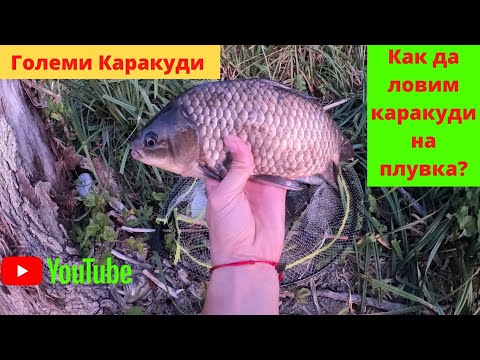 Видео: Как да ловим Каракуди на плувка и царевица в затворени водоеми - II част