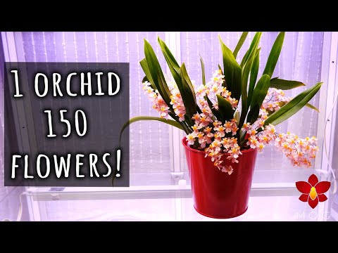 Видео: 😲 ШОКИРУЮЩЕЕ количество цветов! Oncidium Tiny Twinkle: советы по уходу и рекламе