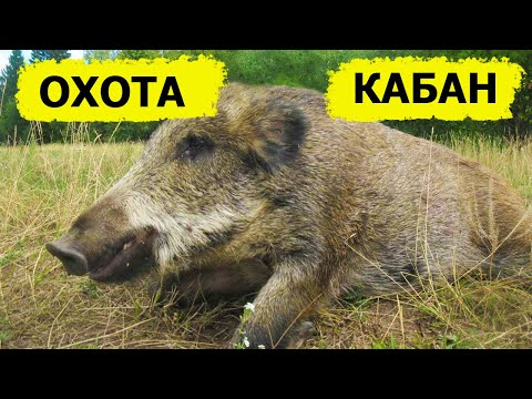 Видео: Охота на кабана, охота на Камчатке. Высокая Охота. (Охотник и рыболов)
