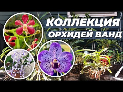 Видео: Часть 4. Инвентаризация орхидей 2021. Коллекция из 13 ванд. Большие и миниатюрные ванды.