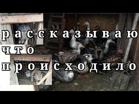 Видео: рассказывай, что происходило, что случилось.