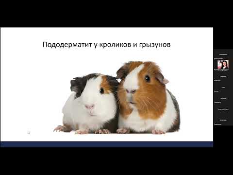 Видео: Пододерматиты у грызунов и кроликов