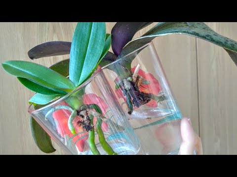 Видео: ОСТАВЬ орхидеи В СТАКАНЕ! корни ПУСТЯТ, листья РАСПУСТЯТ, орхидеи СОХРАНИТ! цветонос ЯВИТСЯ орхидеи!