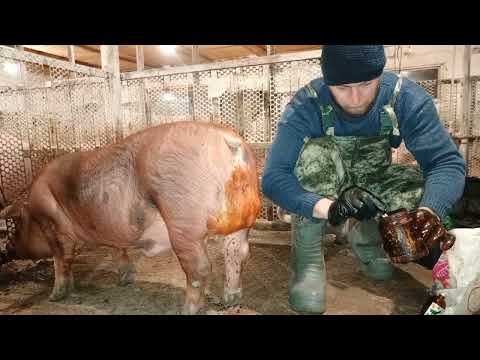 Видео: ‼️## Кастрация Хряка Стоя, без посторонней помощи##‼️