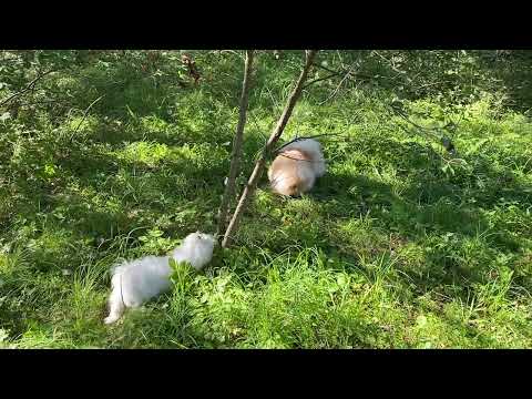 Видео: На дворе 6 сентября 2024🍂погода нас продолжает баловать 😜