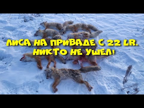 Видео: Лиса на приваде с 22 lr. Продолжение.