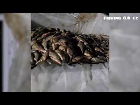 Видео: Браконьерлар табиатга миллиардаб зиён етказди. #баликови #рыбалка #telegram 