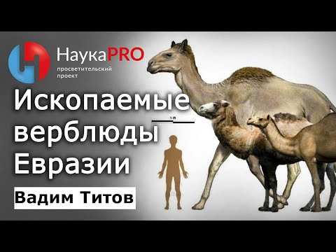 Видео: Ископаемые верблюды Евразии – палеонтолог Вадим Титов | Лекции по палеонтологии | Научпоп